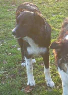 Domino2011-12-03neu 015.jpg